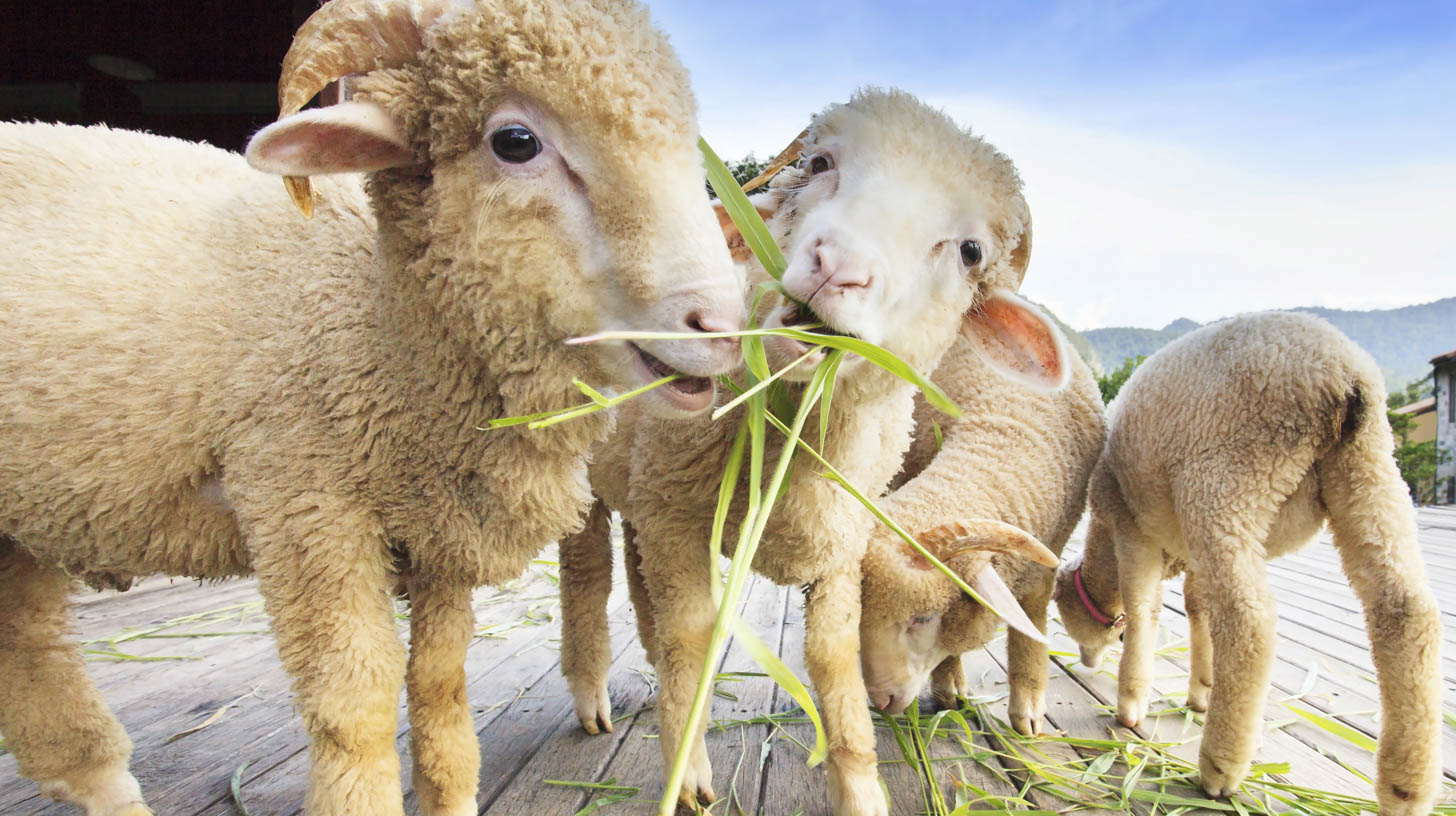 Merino lambs eating grass